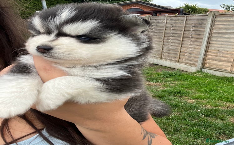 Pomsky dogs - Advert 2