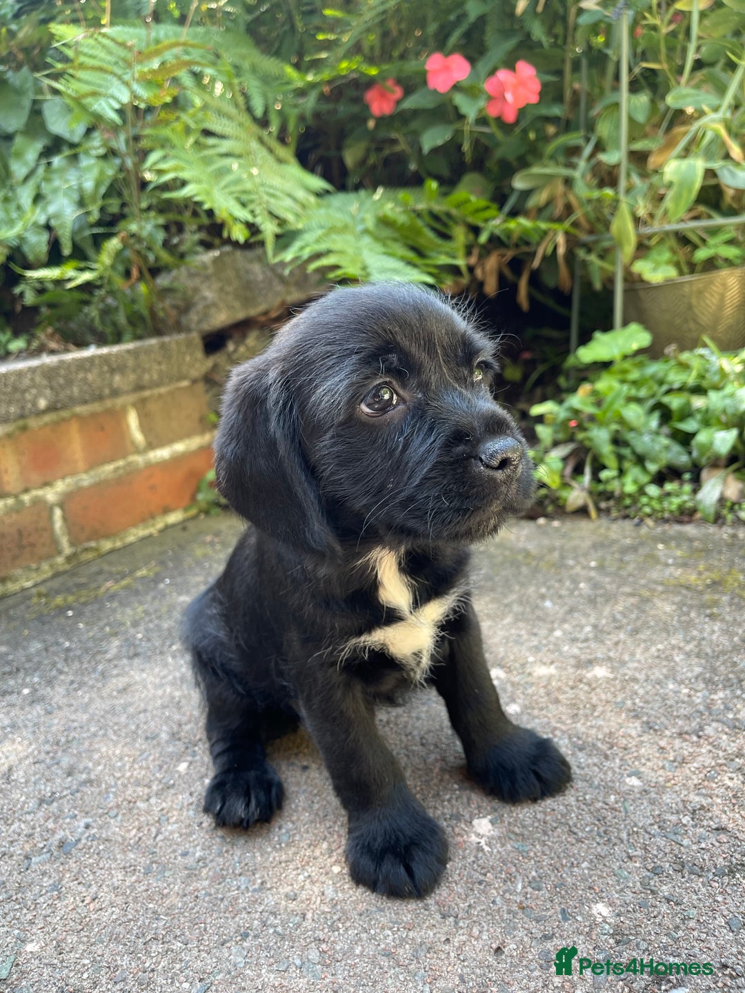 Mixed Breed dogs for sale: ❤️Beautiful Border Terrier cross puppies for sale. - Image 16