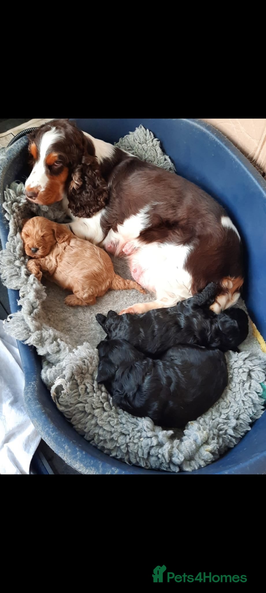 Cockapoo dogs Adorable F1 Cockapoo puppies for sale - Advert 13
