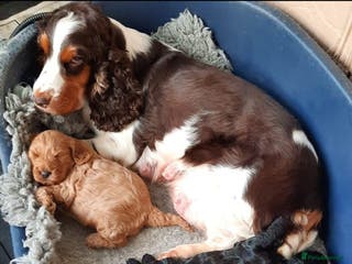 Cockapoo dogs Adorable F1 Cockapoo puppies for sale - Advert 13