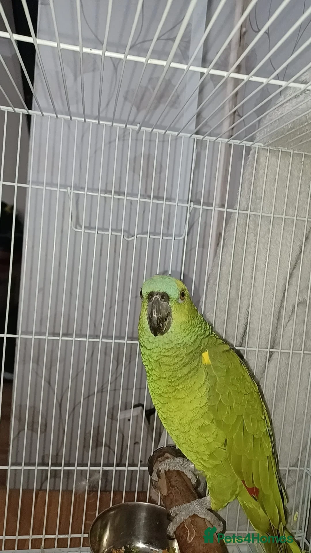 Parrots birds for sale: Beautiful blue fronted amazon parrot - Advert 3