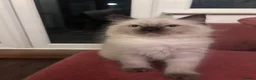 Ragdoll cats for sale: Ragdoll kittens for sale - Advert 14