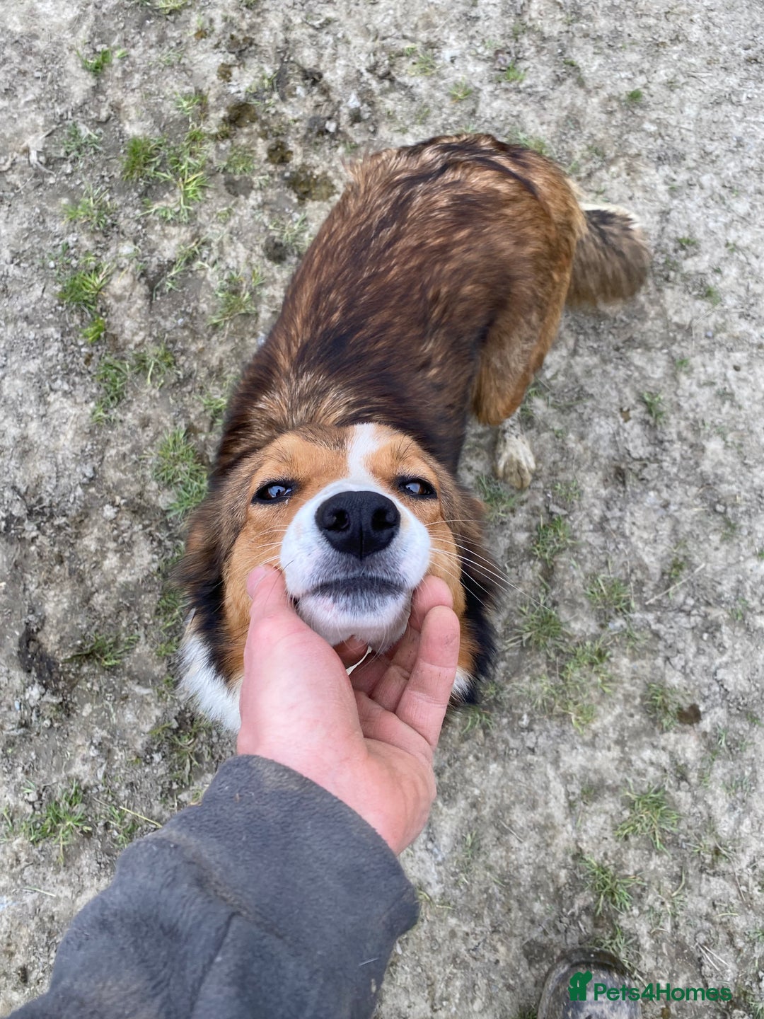 Mixed Breed dogs for sale: Beautiful Welsh Collie x Border Collie Puppies - Advert 30