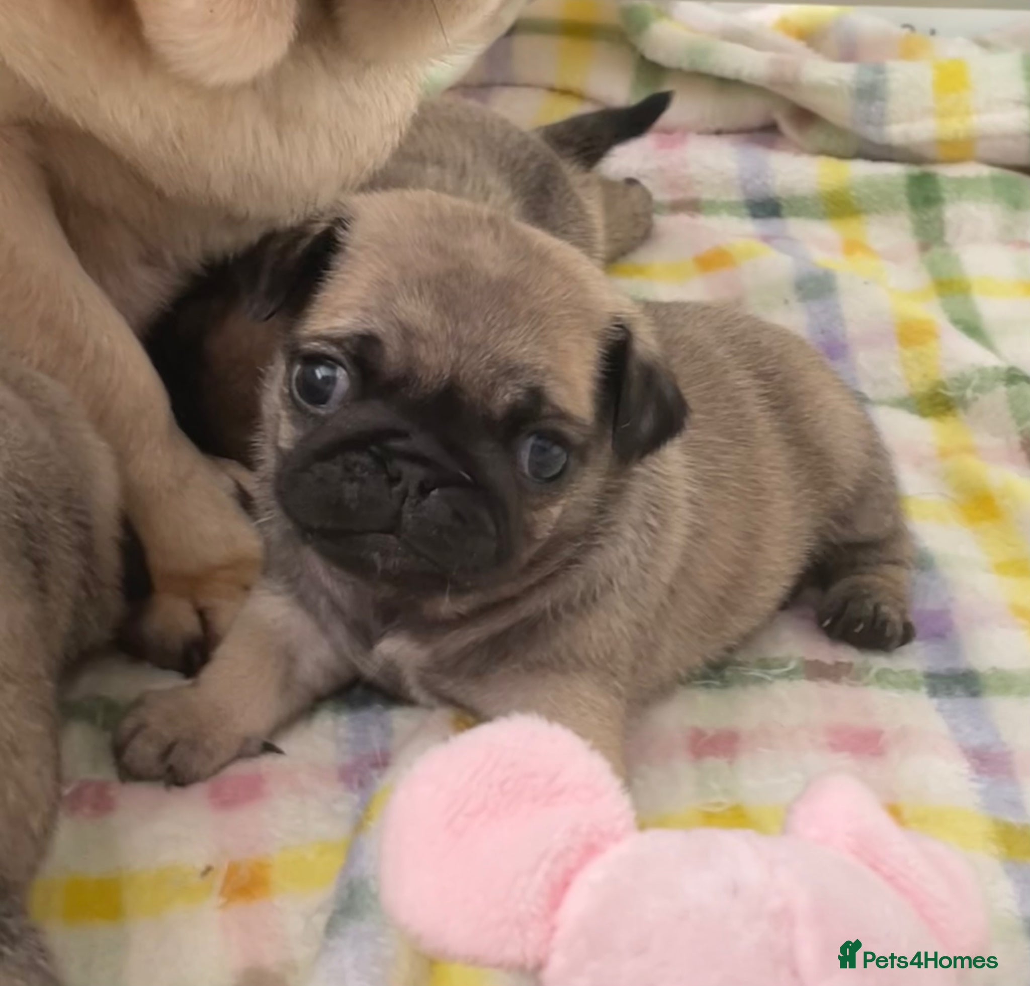 Pug dogs KC multi champion pedigree male pug puppy  - Advert 1