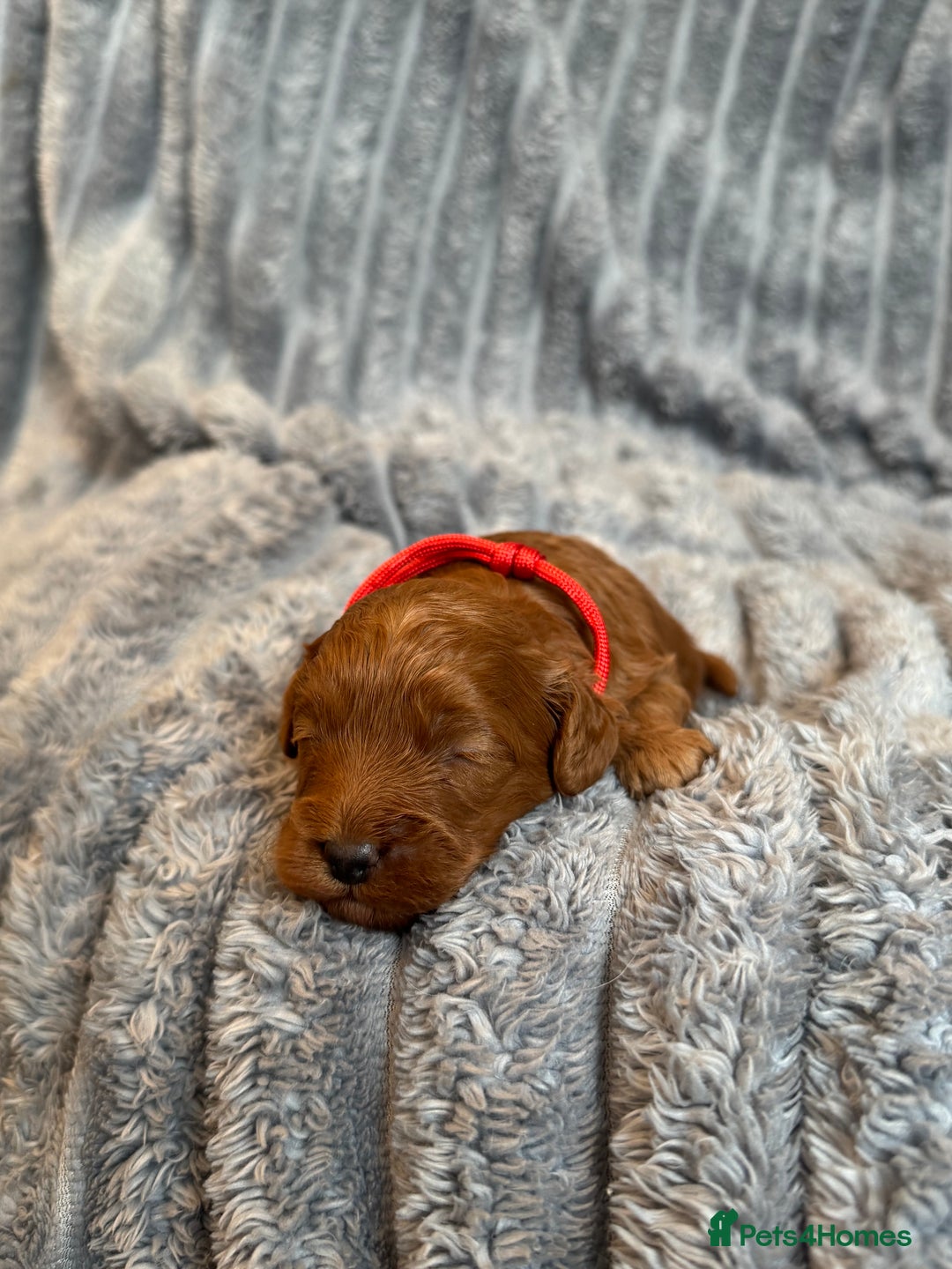 Cavapoo dogs for sale: Beautiful Cavapoo Puppies🐶 - Image 7