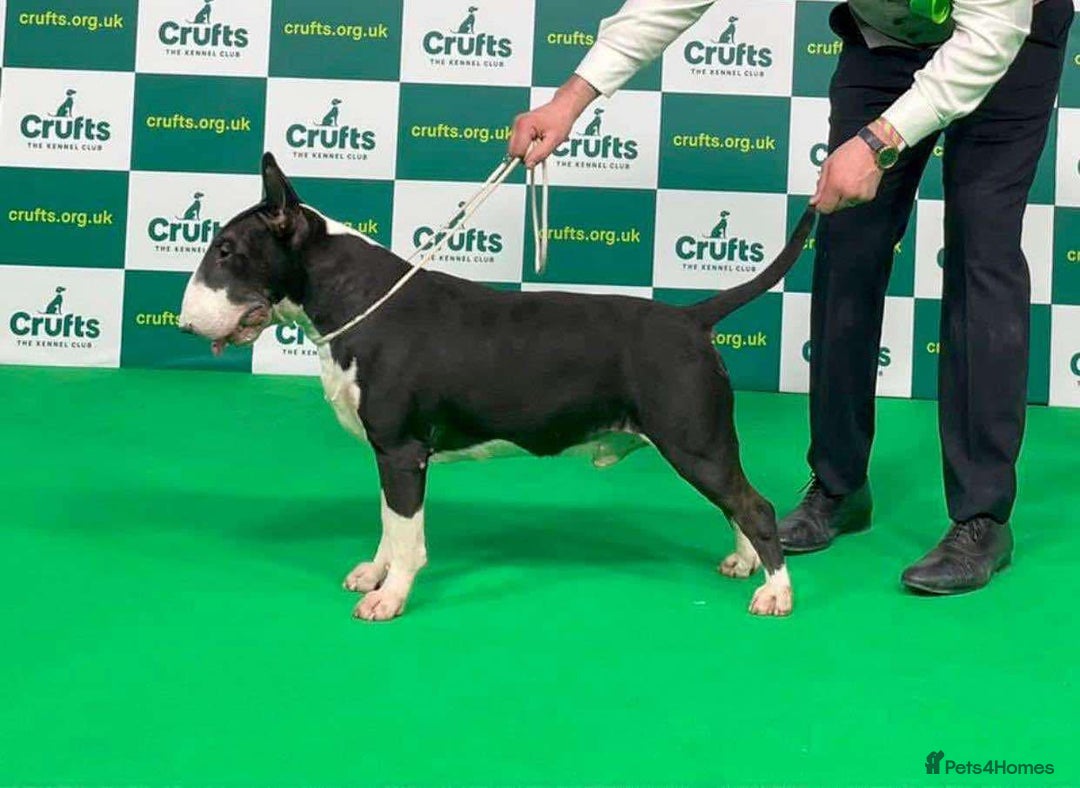 English Bull Terrier dogs for sale: Stunning Champion sired Bull Terriers pups (MALE)  - Image 12