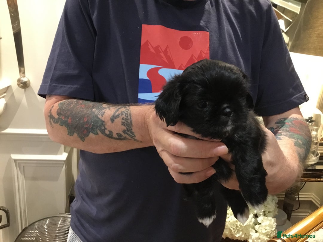 Shih Tzu dogs for sale: Tiny Imperial Shihtzu  Puppies  - Image 7