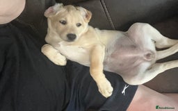 Labrador Retriever dogs for sale: Labrador retriever  - Image 5