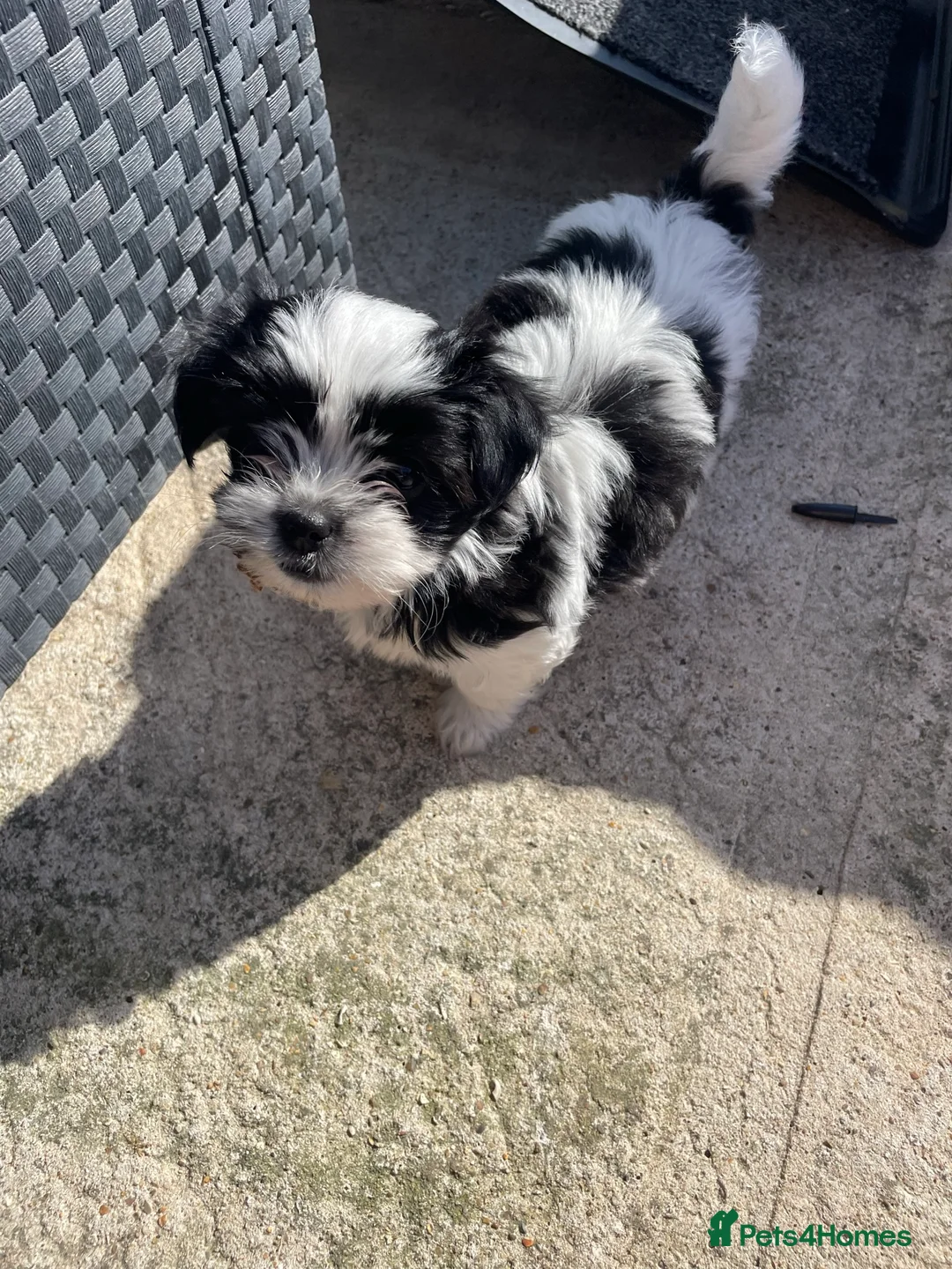 Mixed Breed dogs for sale: Tiny Chihuahua X Maltese (Malchi) - Advert 6