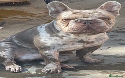 French Bulldog dogs for sale: French bulldog male  - Image 1