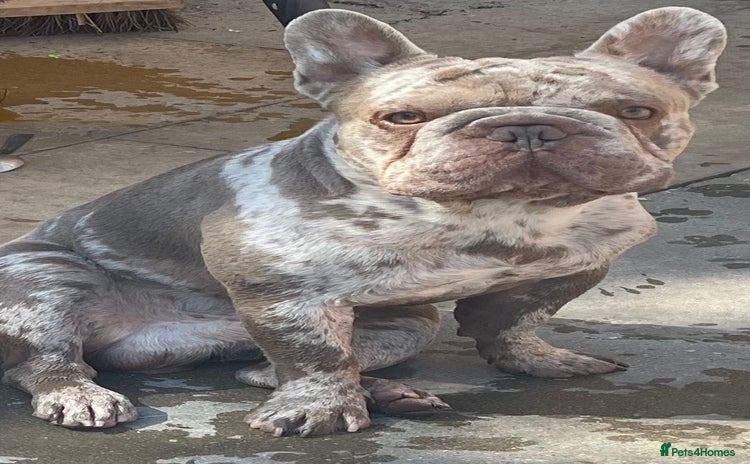 French Bulldog dogs - Advert 5