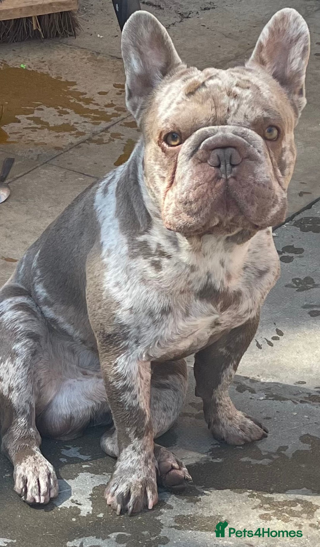 French Bulldog dogs for sale: French bulldog male  - Image 1