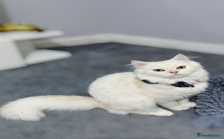 British Longhair cats in Cardiff - Advert 14