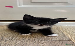 Domestic Shorthair cats for sale: Beautiful litter of kittens!  - Image 10