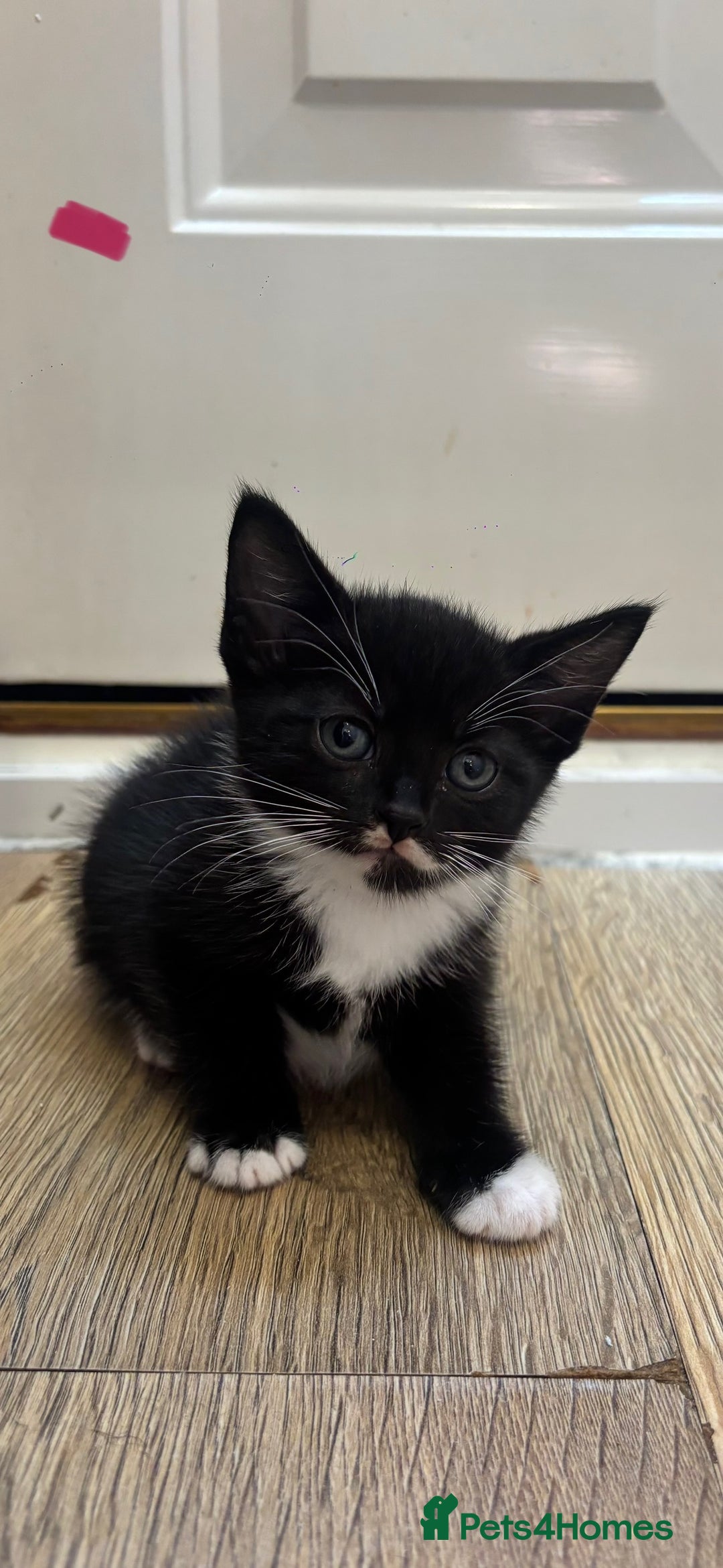 Domestic Shorthair cats for sale: Beautiful litter of kittens!  - Image 10