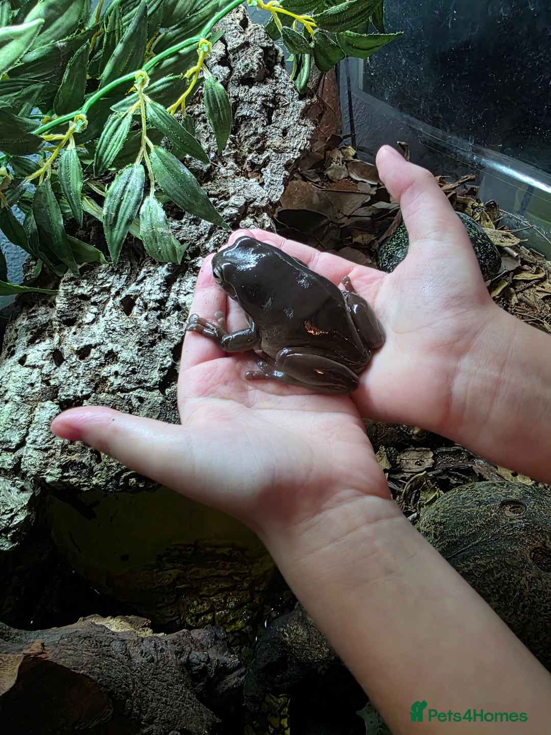 Frog reptiles for sale: 2 Whites Tree Frogs plus full set up - Advert 10