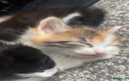 Ragdoll cats for sale: Beautiful kittens mixed colours - Image 6