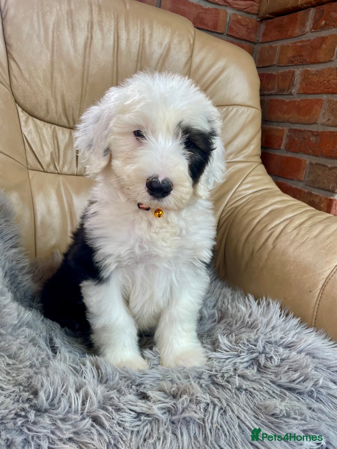 Old English Sheepdog dogs for sale: Kc old English sheep dog puppies  - Image 5