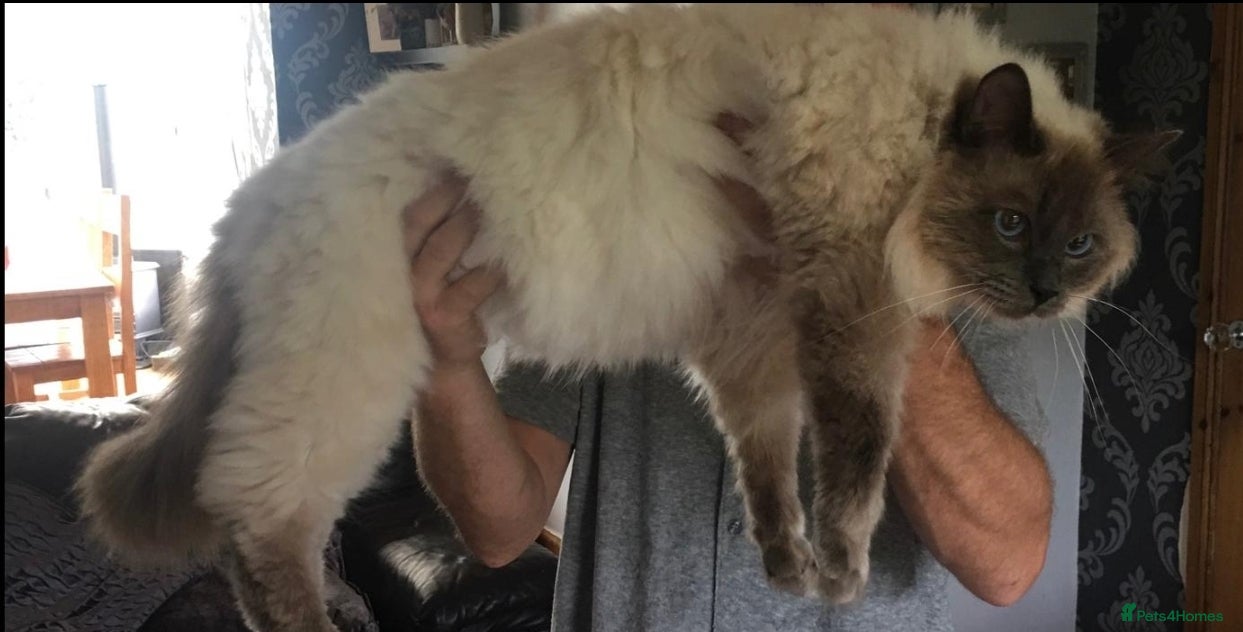 Ragdoll cats LARGE PROVEN STUD (Blue point) RAGDOLL in Brighouse - Advert 10