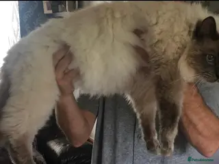 Ragdoll cats LARGE PROVEN STUD (Blue point) RAGDOLL in Brighouse - Advert 10