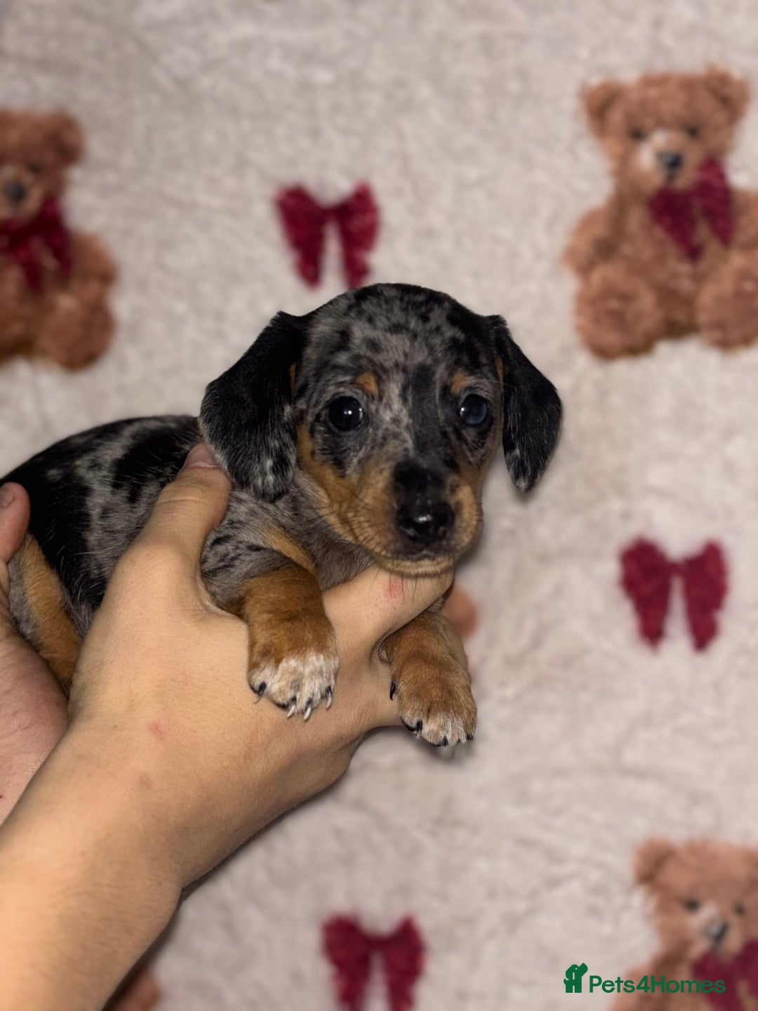 Dachshund dogs for sale: 🎅beautiful dachshund puppies🎅 - Advert 8