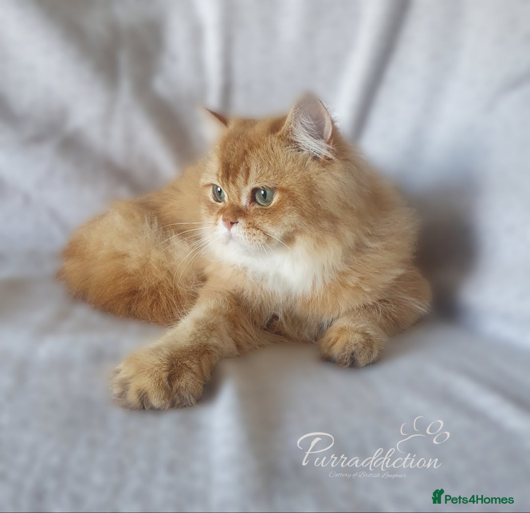 British Longhair cats for sale: British Longhair older kitten for sale  - Image 4