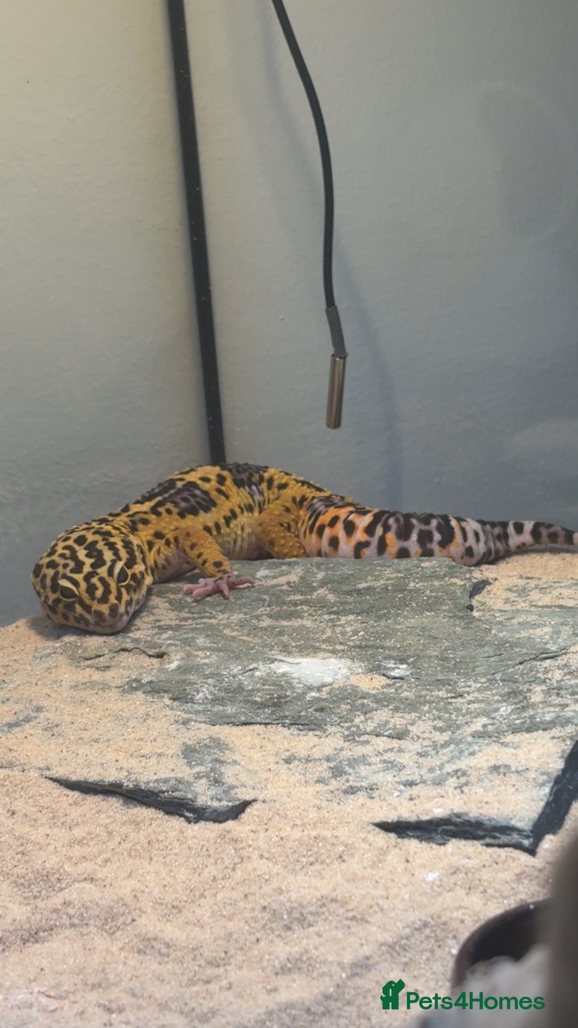 Leopard Gecko reptiles for sale: Leopard gecko male  - Advert 3