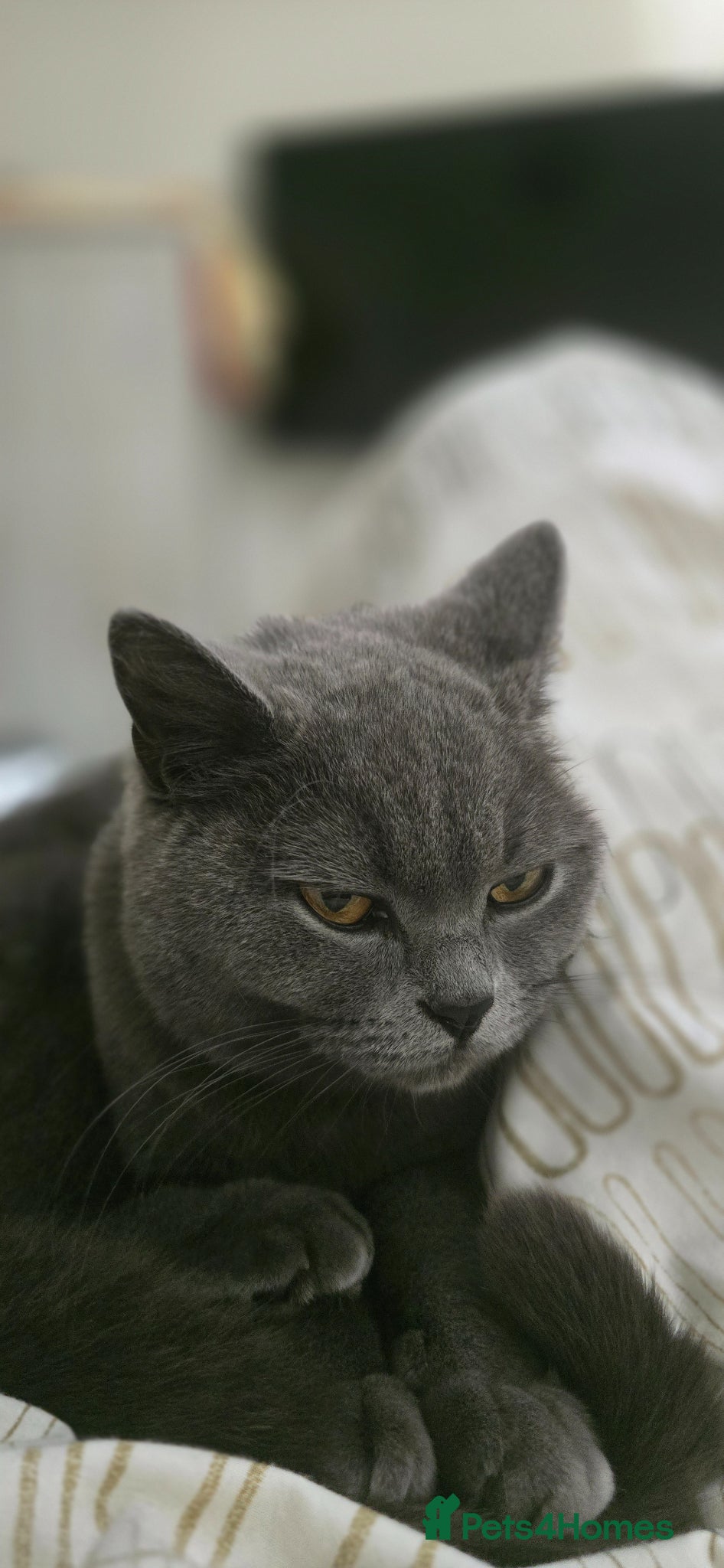British Shorthair cats Blue British Shorthair girl - Advert 1