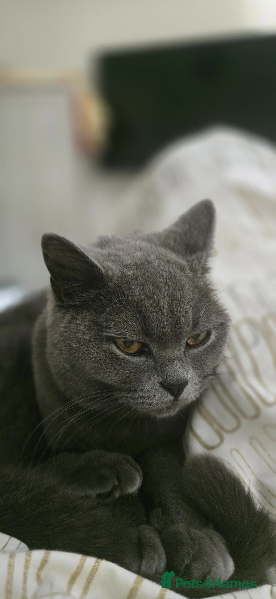 British Shorthair cats for sale: Blue British Shorthair girl - Advert 1
