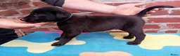 Mixed Breed dogs for sale: Lurcher pups (Collie x Whippet) - Advert 1