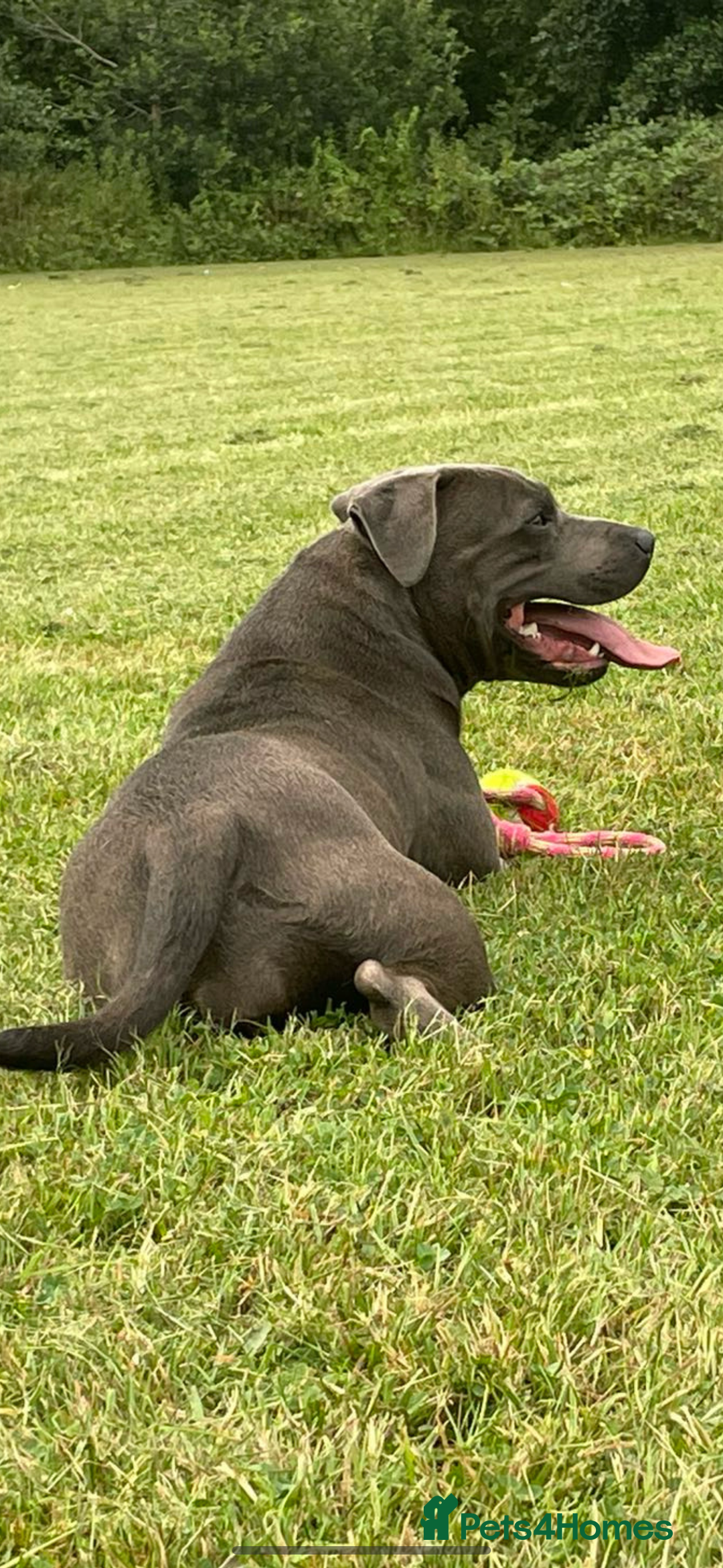 Staffordshire Bull Terrier dogs for sale: Beautiful blue staffy pups excellent pedigree  - Image 21