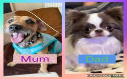 Mixed Breed dogs for sale: 🐶 Beautiful Jack x Chihuahua puppy’s 🐶 - Image 5