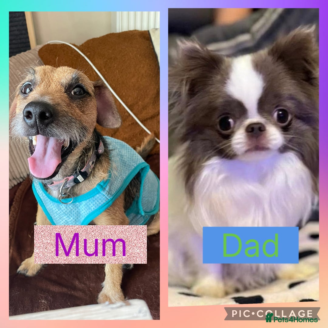Mixed Breed dogs for sale: 🐶 Beautiful Jack x Chihuahua puppy’s 🐶 - Image 5