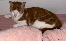 Maine Coon cats for sale: Ginger tiger striped fluffy maincoon mix.  - Image 11