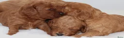 Cavapoo dogs for sale: Quality, Red, Low-Shedding Toy Cavapoo Puppies - Advert 5