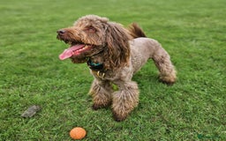 Miniature Poodle dogs for stud: *PROVEN* DNA Health Tested Chocolate Cockapoo STUD in Manchester - Image 24