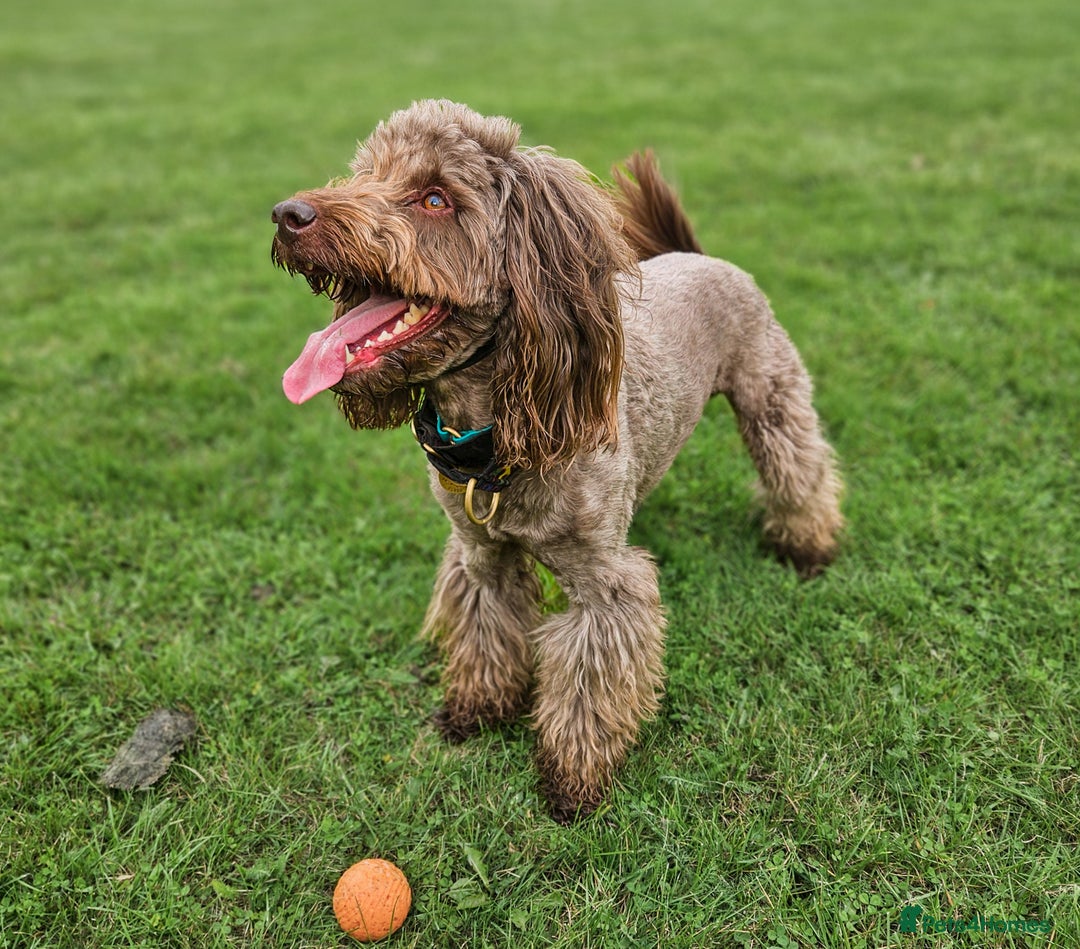 Miniature Poodle dogs for stud: *PROVEN* DNA Health Tested Chocolate Cockapoo STUD in Manchester - Image 24