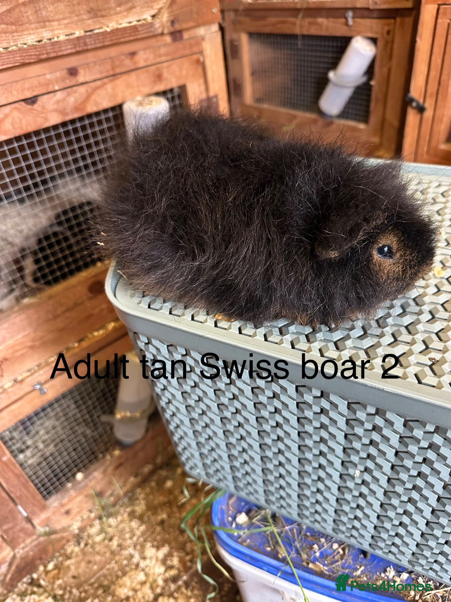 Guinea Pig rodents Teddy,swiss and funky guinea pigs - Advert 6