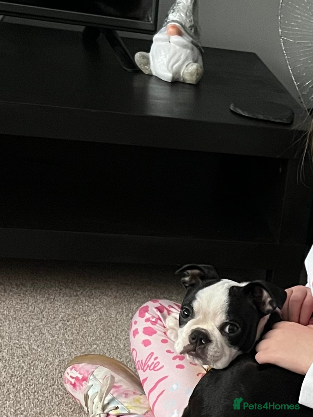 Boston Terrier dogs for sale: Boston Terrier Girl  - Image 7