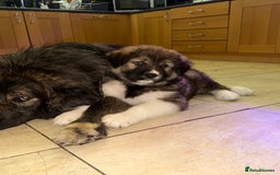 Mixed Breed dogs for sale: F1 Caucasian shepherd X American Akita  - Image 8
