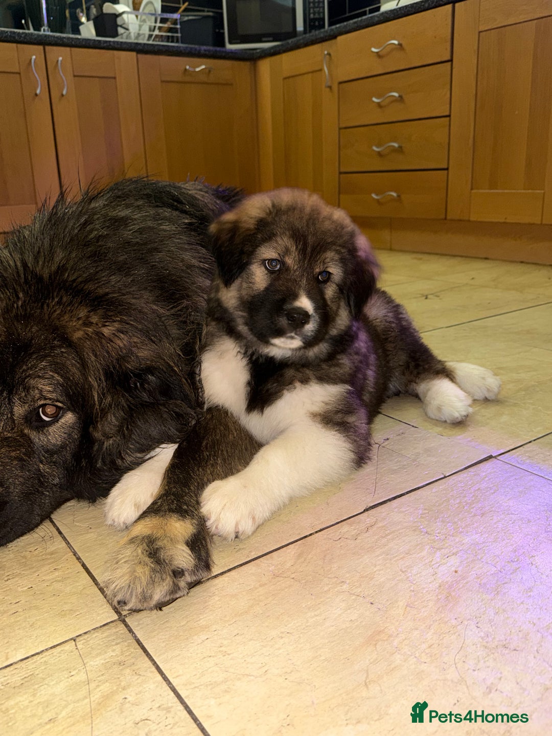 Mixed Breed dogs for sale: F1 Caucasian shepherd X American Akita  - Image 8