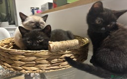 British Shorthair cats for sale: Full BSH kittens 13 weeks GCCF Parents. One gone!  - Image 27