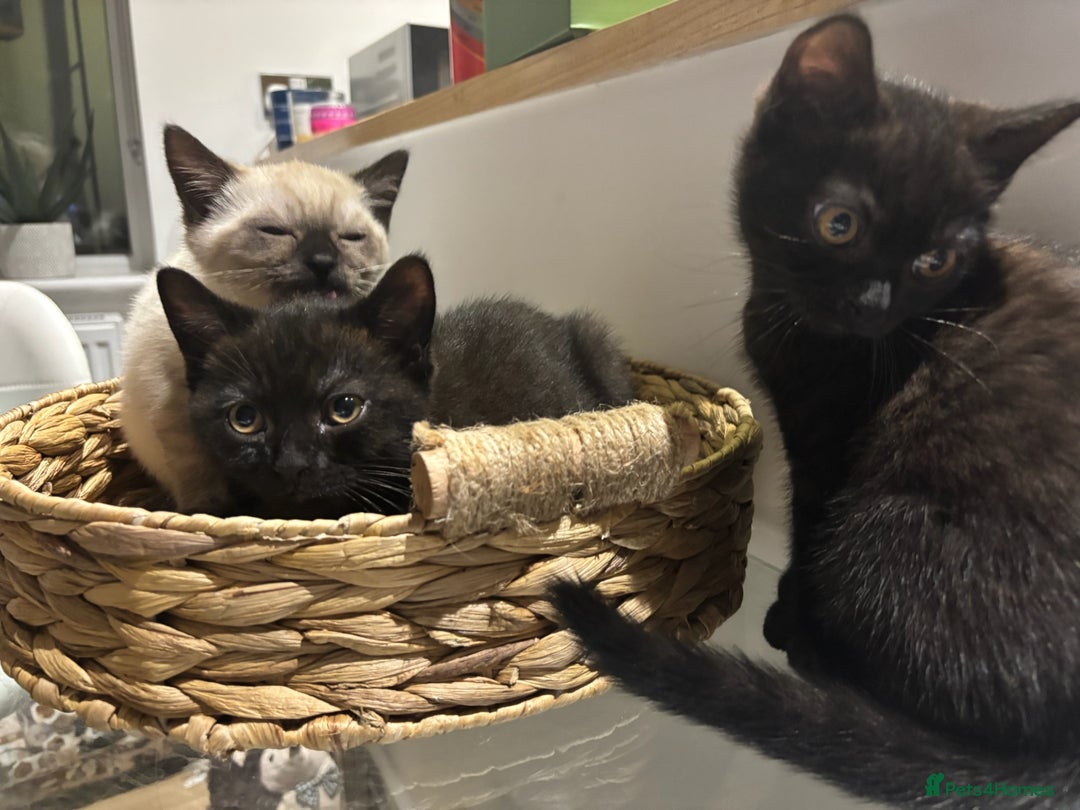 British Shorthair cats for sale: Full BSH kittens 13 weeks GCCF Parents. One gone!  - Image 27