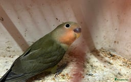 Lovebirds birds for sale: Lovebird for sale, all in good health  - Advert 19