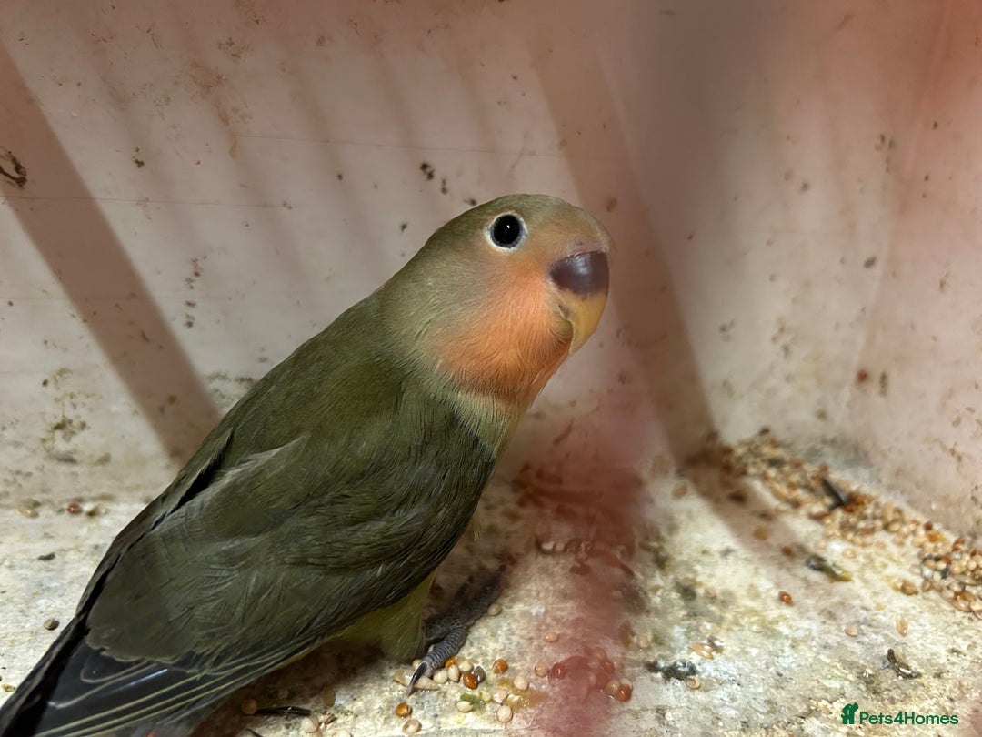 Lovebirds birds for sale: Lovebird for sale, all in good health  - Advert 19