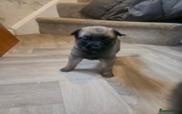 Belgian Shepherd Dog dogs for sale: Belgium Malinos shepard puppys - Image 5