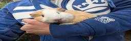 Guinea Pig rodents for sale: Young boy guinea pig  - Advert 4