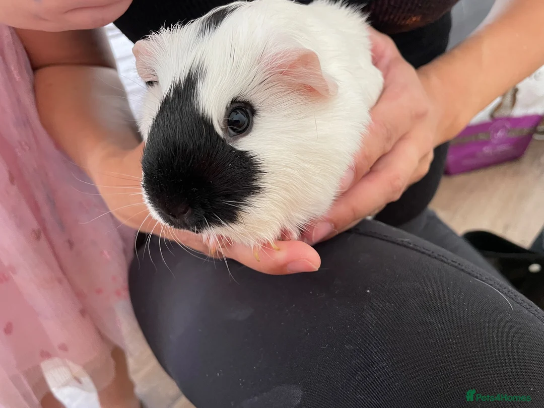Guinea Pig rodents for sale: Guinea pigs  in Maidstone - Advert 1