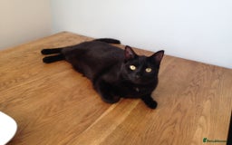 British Shorthair cats for sale: Welcome to Poppy - Image 2