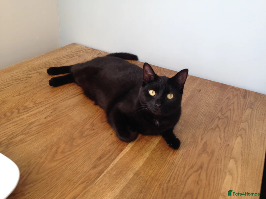 British Shorthair cats for sale: Welcome to Poppy - Advert 2